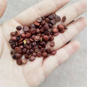 <span class=keywords><strong>Suan</strong></span> <span class=keywords><strong>Zao</strong></span> <span class=keywords><strong>Ren</strong></span> 100% Herbe chinoise naturelle Spina Date Jujube rouge aigre séché - Product Image 6