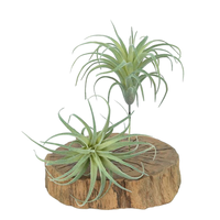 Tanaman Udara Buatan dalam Pot Beton dengan Kerikil Putih dan Tillandsia Longgar Ramah Lingkungan Mini untuk Dekorasi Dalam Ruangan Modern.