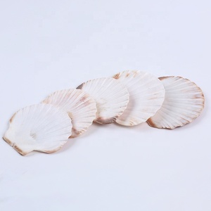 Vỏ Sò Biển Tự Nhiên Bán Chạy - Product Image 6