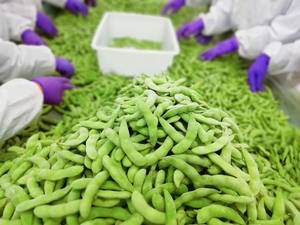 Sain Edamame Congelado Vainas de Edamame Congeladas en vrac pour les grossistes Edamame Verduras Congeladas - Product Image 5