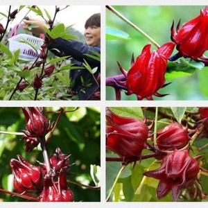 Té de Hierbas Mei Gui Qie 4031, Té de Flor de Roselle, Flor Seca de Hibisco - Product Image 6