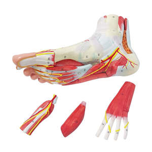 Hoogwaardige Menselijke Voet Anatomie Model Met Neurovasculaire Ligamenten Enkelgewricht Spier Vasculaire Ligament - Product Image 5
