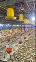 Système d'élevage de poulettes entièrement automatique de type H, cages à étages compactes pour petites exploitations