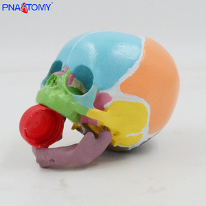Modelo de calavera infantil de colores 1:1, identificación Digital, huesos frontales, fontanelas, Anatomía Mandibular, material didáctico, pantalla médica - Product Image 6