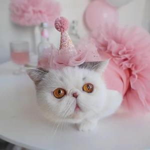 Robe <span class=keywords><strong>de</strong></span> princesse moderne en polaire douce à rayures d'été avec jupe en tulle moelleuse pour chats et petits chiens - Product Image 2