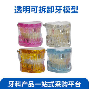 Modelo Dental Transparente de PVC para la Enseñanza de la Comunicación Médico-Paciente, Modelo de Restauración de Implantes Desmontable para Niños - Product Image 2