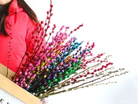 Bouquet de fleurs séchées Salix Argyracea style usine à prix abordable, toile de fond naturelle pour mariage, fleurs de saule blanc préservées décoratives