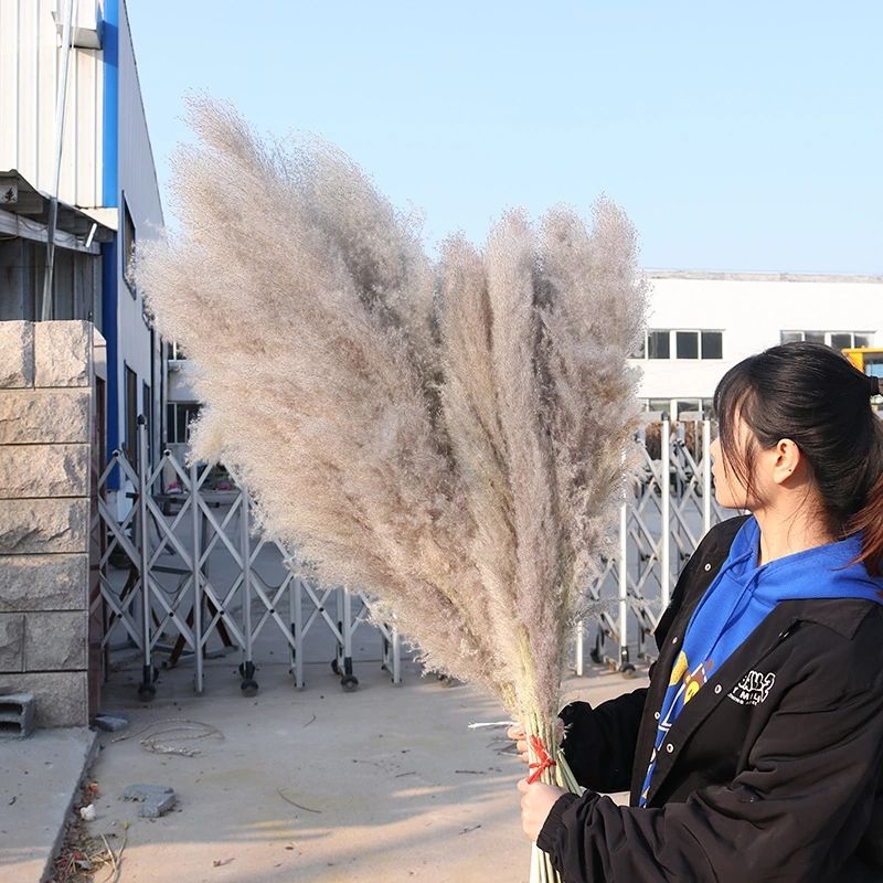 ทุ่งหญ้าขนาดใหญ่ (สีเบจหรือสีเทา)