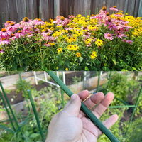 Piquets pour plantes grimpantes en acier Support pour plantes en pot Tomates et fleurs