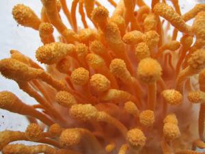 Высококачественный полезный продукт, экстракт Кордицепса милитари, порошок грибов для плодового тела - Product Image 3