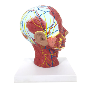 علم طبي-نموذج تشريحي طبي للعصب العضلي الضحل مع الأعصاب والأوعية الدموية بجودة عالية - Product Image 4