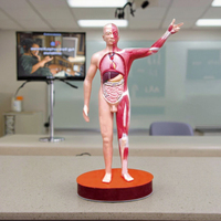 Modelo anatómico de músculos humanos y vísceras de ciencia médica, modelo de músculo, modelo de enseñanza de anatomía, equipo de laboratorio escolar