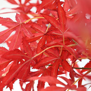 بيع مصنع قيقب صناعي ياباني للأماكن الخارجية من بونساي مع ألوان الخريف والمناظر الطبيعية للمكتب - Product Image 1