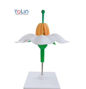 Modelo de enseñanza de biología Modelo anatómico ampliado de estructura de flor de patata Enseñanza de ciencias biológicas - Product Image 1