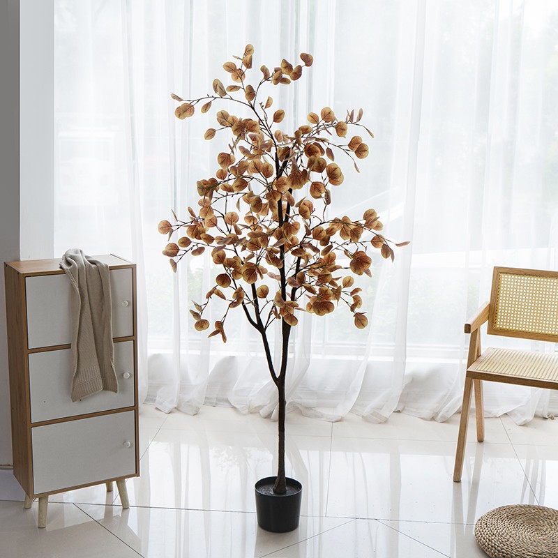 1.  8m Eucalipto de Otoño