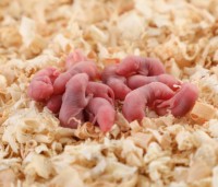 Souris congelées pour animaux de compagnie serpents lézards grenouilles tortues crocodiles faucons chats de Pinkie Fuzzy Hopper aux tailles Jumbo disponibles