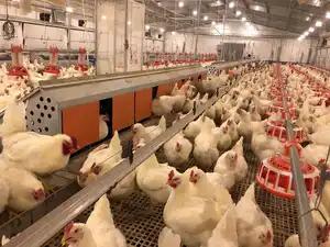 2020 עופות ביצת חן עוף הנחת קן אוטומטי כלוב למכירה