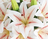 S1047 Vente en gros de fleurs artificielles en lys blancs en EVA PU à toucher réel pour la décoration de la maison, des mariages et des vases