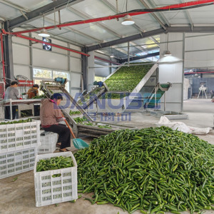 Nueva Línea de Producción de Secado de Pimiento Verde, Secador de Pimiento Verde con Cinta Transportadora de Malla, Deshidratador de Pimiento Verde - Product Image 4