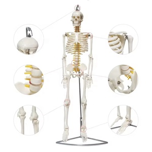 Modelo anatómico 85CM colgante básico hueso blanco puro con raíz nerviosa ciencia médica - Product Image 1