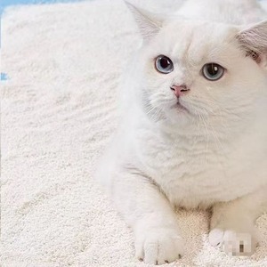 Phổ biến Sản phẩm mới nhất rất hấp thụ thân thiện với môi Ngô sắn mèo xả rác cát 2.4kg - Product Image 3