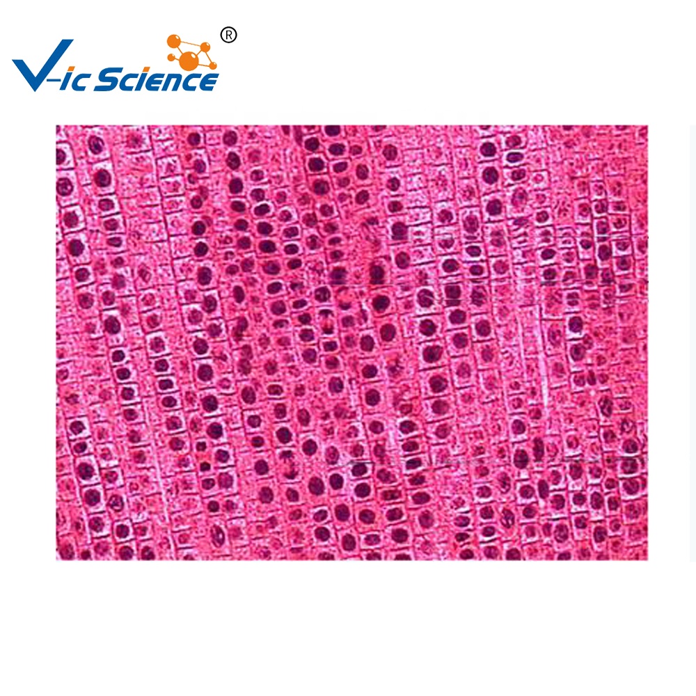 Микроскоп подготовлены шлепанцы без задника с открытыми пальцами набор из 10 шт. Прямая продажа с фабрики качество биологический микроскоп подготовлены слайд биологии шлепанцы без задника с открытыми пальцами