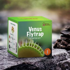Kit de démarrage Venus Flytrap de vente chaude cultivez vos propres plantes carnivores - Product Image 6