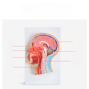 Midline <span class=keywords><strong>sagittal</strong></span> phần sọ não giảng dạy Mô hình giải phẫu - Product Image 1
