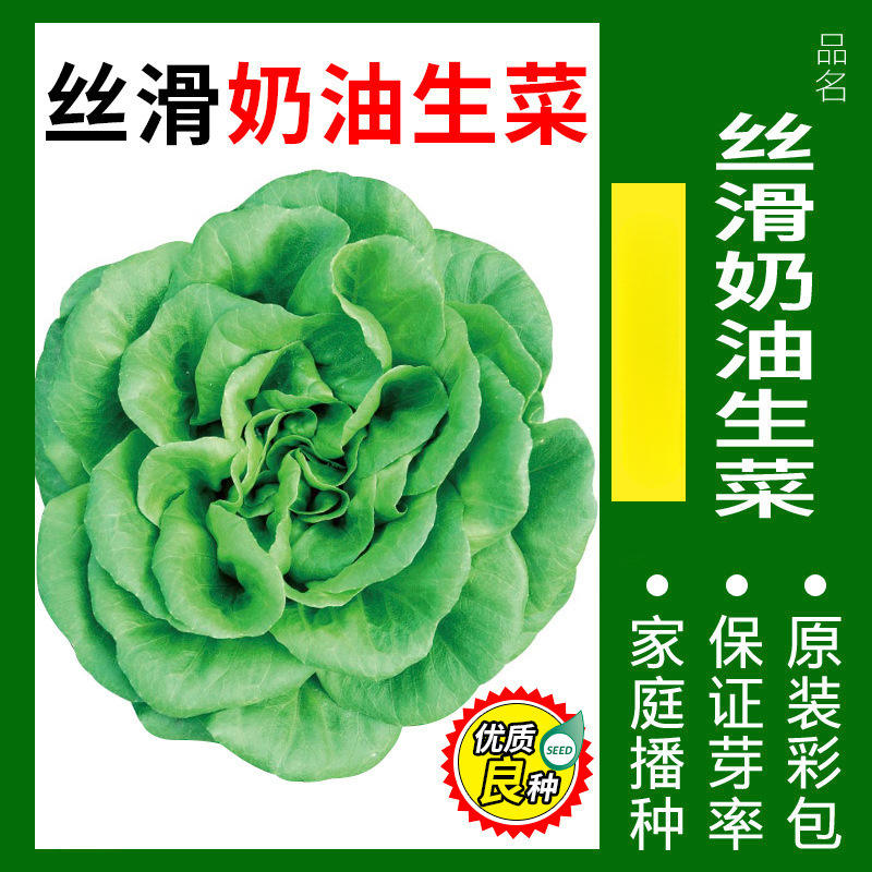 5# ผักกาดแก้วครีม 300 เมล็ด