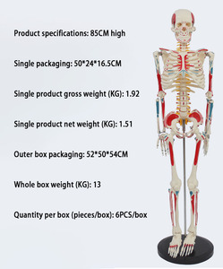 Sciedu 85cm với toàn bộ cơ thể cơ bắp bắt đầu và kết thúc vành đai intervertebral đĩa dây thần kinh Bộ Xương mô hình kỹ thuật số bộ xương người - Product Image 4