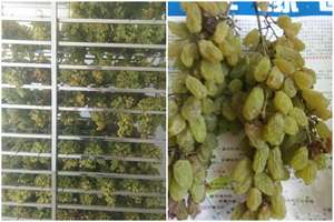 Deshidratador de <span class=keywords><strong>Mango</strong></span> de Nuevo Diseño, Equipo de Secado de Vegetales, Deshidratador de Carne Seca, Secador de Frutas - Product Image 4