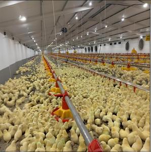 Sistema inteligente para cría de aves de corral para gallinero 10000/<span class=keywords><strong>casa</strong></span> de aves de corral para granja de estructura de acero para cría de aves de corral 20000 - Product Image 4