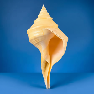 Syrinx Aruanus Seashell Elemento de diseño inspirado en el océano auténtico Shell Venta al por mayor El mejor precio de Vietnam - Product Image 1
