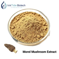 Poudre d'extrait de Morille pure en gros, soluble dans l'eau, pour aliments fonctionnels