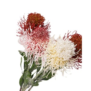 Fatto a mano naturale Protea fiore testa singola 12CM di diametro per la laurea di nozze natale e capodanno cinese - Product Image 3