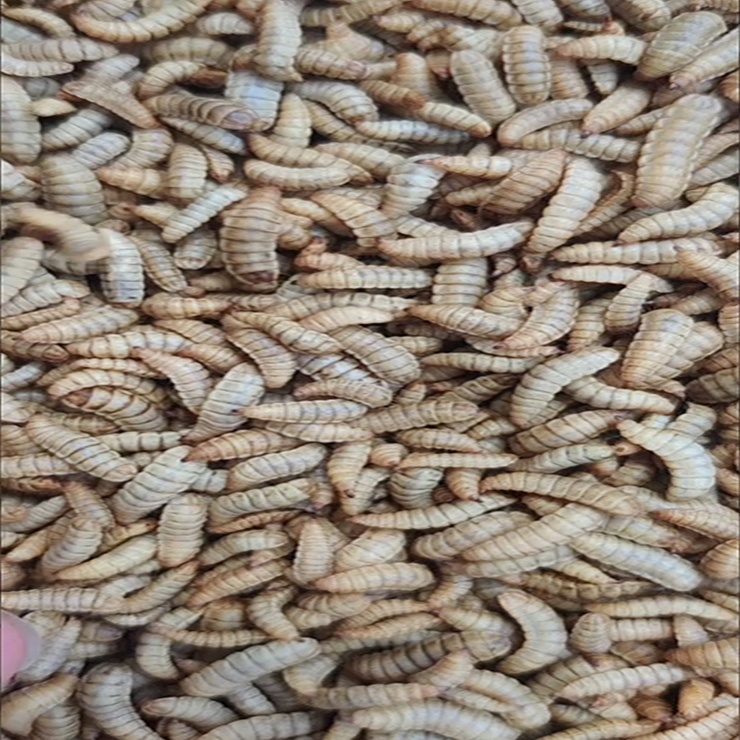 «Здоровая пищевая продукция для домашних животных, хит продаж, сушеный червь