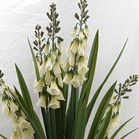 Fleurs d'orchidées artificielles résistantes aux UV avec pot, herbe en plastique, bonsaï, décoration d'intérieur, arrangement de jardin pour mariage