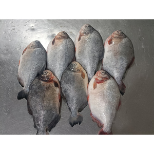جودة عالية المجمدة الأفريقي pومفريت (pومبانو) من مصدر صيني طراز طازج واستيراد مباشر أحمر - Product Image 6