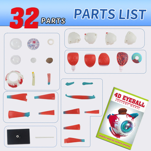 शीर्ष बिकने वाली मानव अंग शिक्षा किट 4 डी आईबॉल संरचना सीखने की किट बच्चों के लिए मानव शरीर विज्ञान खिलौने - Product Image 4