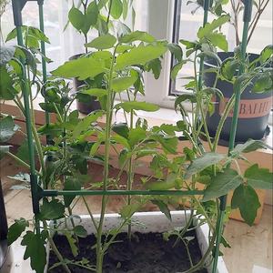 Cage à tomates d'extérieur, treillis pour plantes grimpantes, support pour tomates, concombres, aubergines, légumes végétaux - Product Image 3