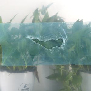 Cinta autoadhesiva de PE para reparación de lonas y carpas, suministro de fábrica - Product Image 1