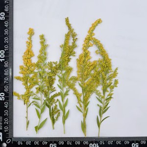 MNR2017 Flor de adelfa seca salvaje natural con hojas para manualidades de linterna DIY - Product Image 6