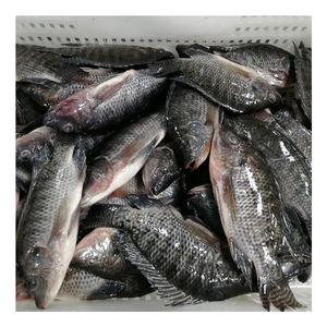 Envio rápido Atacado Fresh Frozen Nile Tilapia <span class=keywords><strong>Fish</strong></span> Tamanho 200-300g 300-500g 500-800g 800g + Tilapia inteira com fornecimento estável - Product Image 4