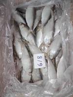 Poisson Hilsa entier surgelé IQF, fruits de mer du Vietnam - 10 kg, qualité A, 15-20 cm