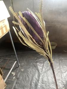 Wholesale 1 Pc Natural Dried Banksia Flowers <strong>Cotton</strong> Type for Home Events Decor &amp; DIY Wedding Mother's Day Arrangements - Product Image 4