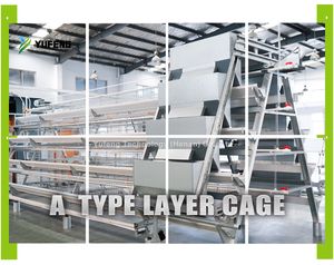 Nouvelle <span class=keywords><strong>cage</strong></span> à poules pondeuses entièrement automatisée à 4 niveaux pour 1000 poulets, capacité de 200 poules pondeuses - Product Image 2