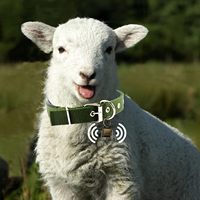 Oumu collari ovini di pecora di capra regolabili con campane in ottone Anti-smarrito S/M/L di dimensioni 1 anno di garanzia Baby caprino fornisce accessori nuovi