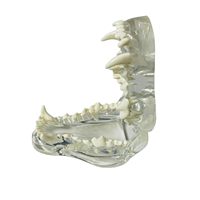 Modèle anatomique transparent de dent de chien, spécialement conçu pour les expériences d'enseignement médical CE/ISO