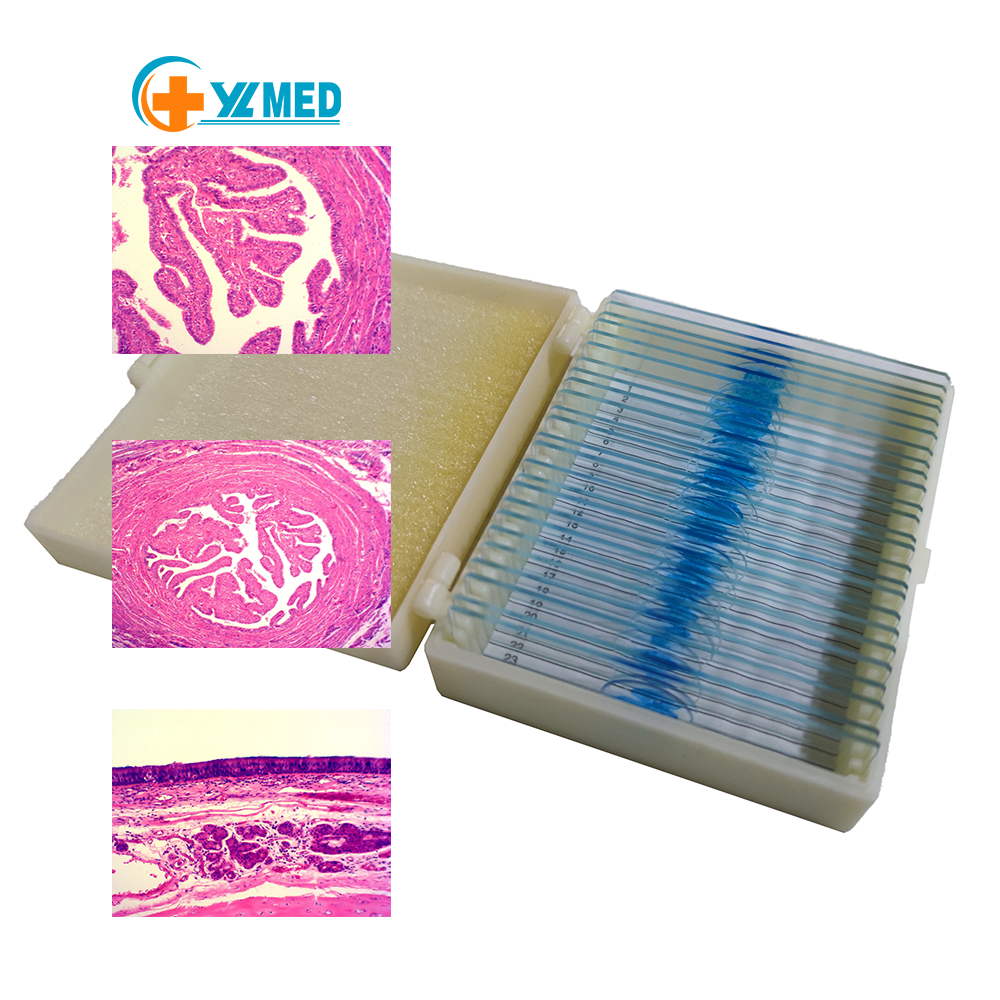 Lot De 100 Lames Histologie Mammifères - Préparations Microscope, Spécimens Tissus
