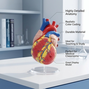 Modello di Cuore Umano Grande 5 Volte la Dimensione Naturale per Insegnamento Medico con Atri, Ventricoli e Valvole - Product Image 1